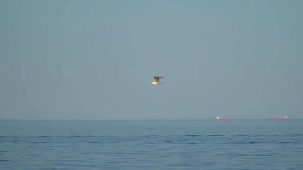 Gaivota voando sobre o mar — Vídeo de Stock