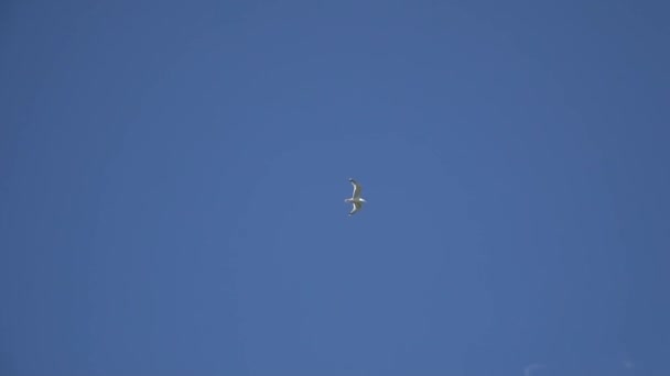 Gaviotas volando en el cielo — Vídeo de stock