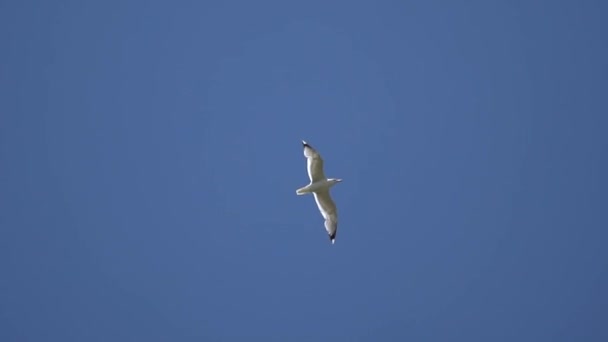 Gaviota volando en el cielo sobre un fondo de cielo azul — Vídeos de Stock