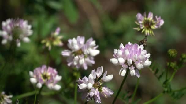 Abelha voando sobre a flor e coleta néctar — Vídeo de Stock