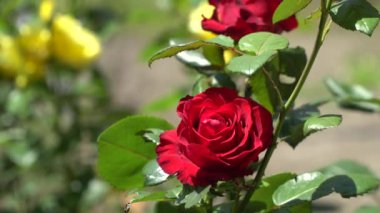 Yeşil dal kırmızı gül