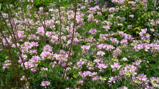 Glade con flores trébol — Vídeo de stock