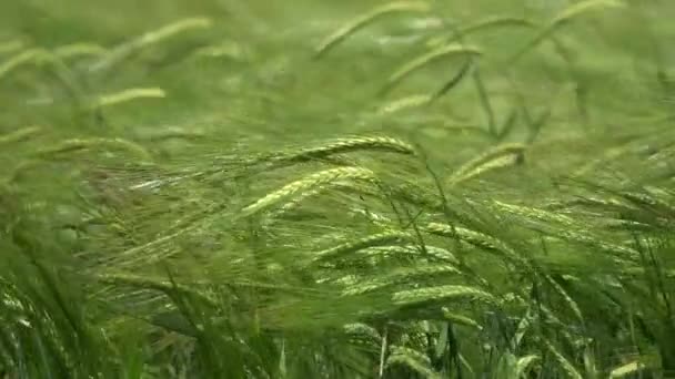 Зелені вуха пшениці на вітрі — стокове відео