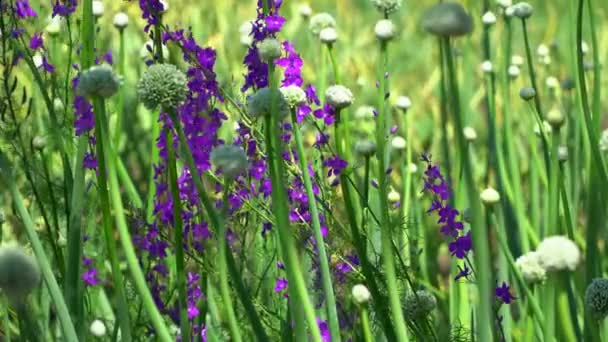 Purple flowers in the middle of bow on which the seeds are visible — Stock Video