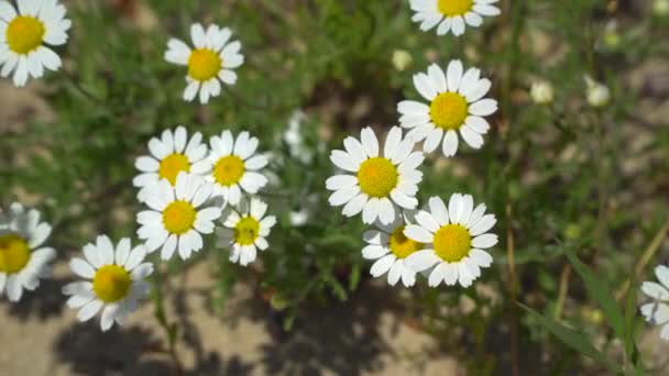 Glade où fleurissent les marguerites — Video