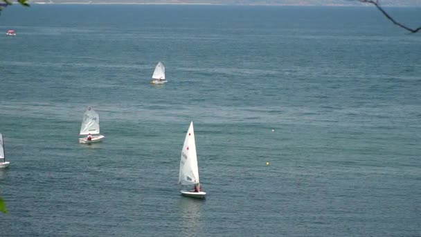 Several sailboats floating in the sea — Stock Video