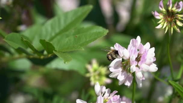 La abeja vuela sobre un trébol de flores — Vídeo de stock