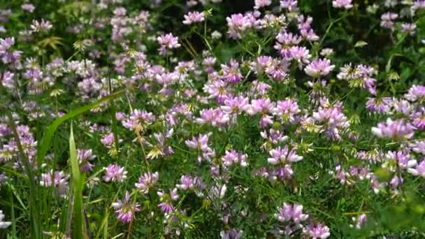 Glade with flowering clover — Stock Video