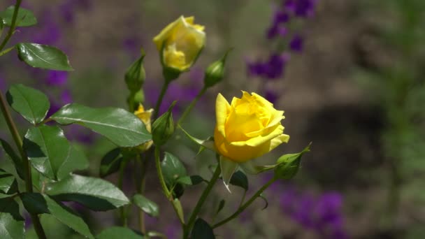 Yellow roses on the branch. The background is out of focus — Stock Video