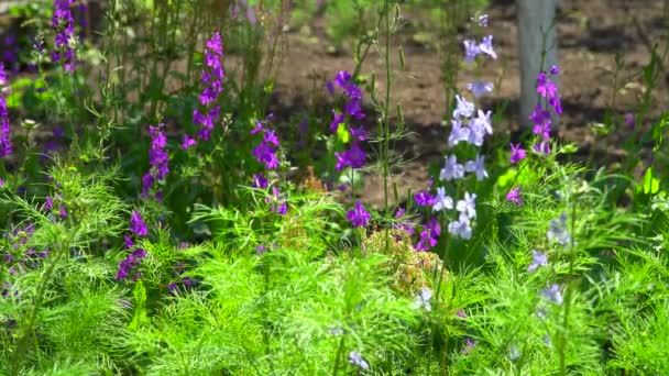 Paarse bloemen in de flowerbed onder het gras — Stockvideo