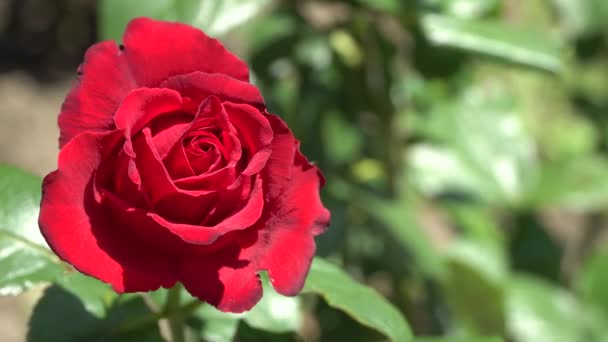 Red rose on the branch. The background is out of focus. — Stock Video