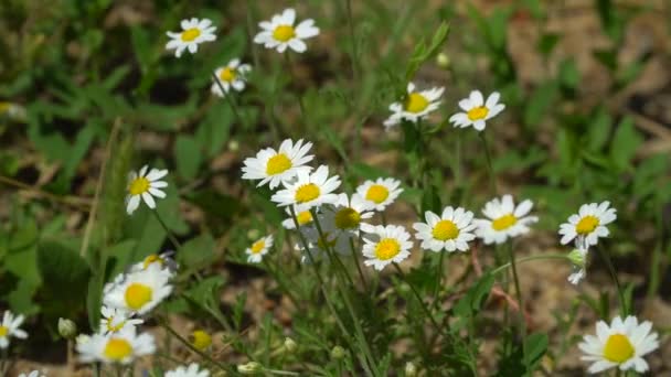 Field on which grow chamomile — Stock Video