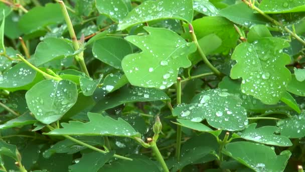 Regndroppar på gröna blad bush — Stockvideo