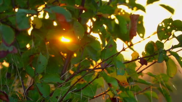 Promienie słońca o zachodzie słońca przez zielone liście jesienią — Wideo stockowe