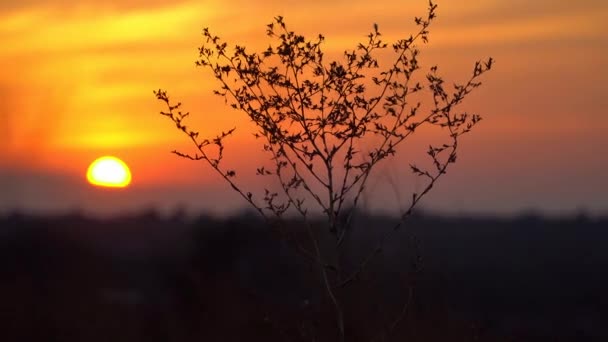 Contorno cespuglio asciutto al tramonto sfondo — Video Stock