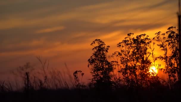 Dried wildflowers on the background of the setting sun — Stock Video