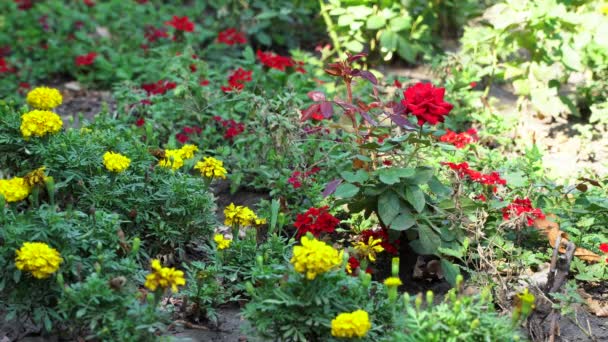 El arbusto de rosas rojas en el macizo de flores entre flores amarillas — Vídeos de Stock
