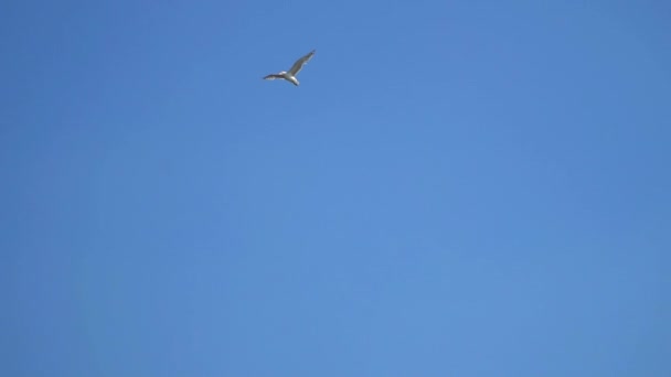 Måsen flyger mot den blå himlen — Stockvideo