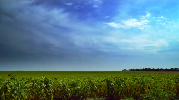 Field of ripe sunflowers — Stock Video