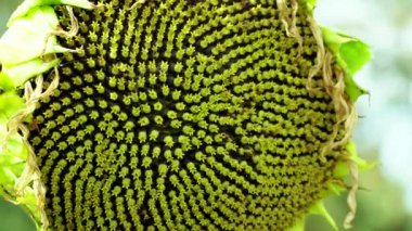 Olgunlaşmış ayçiçeği başından gövde