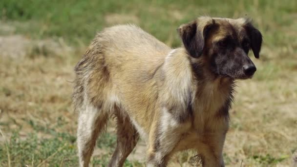 Un chien errant se tient debout et se lèche les lèvres — Video