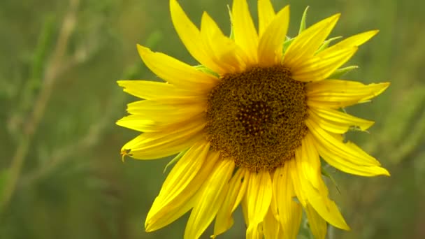 Fleur tournesol vent tremble 