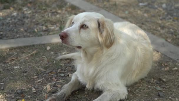 Vita herrelös hund ligger på marken — Stockvideo