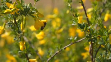 Arı nektar toplar ve sarı çiçeği tozlaştırır. Yavaş çekim