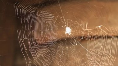 Örümcek ağların tam ortasında. Örümcek bir ağ örüyor