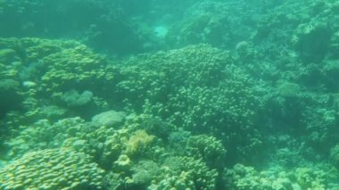 Kızıl Deniz 'in sualtı dünyası. Teknenin şeffaf altından bak.
