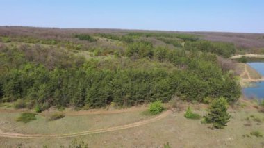 Rezervuarın kıyısındaki çam ormanı. Hava görüntüsü. Bahar günü.