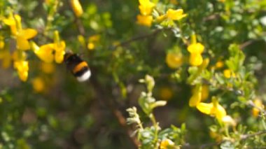Bumblebee sarı çiçeklerden nektar toplar. Bahar günü. Yavaş çekim