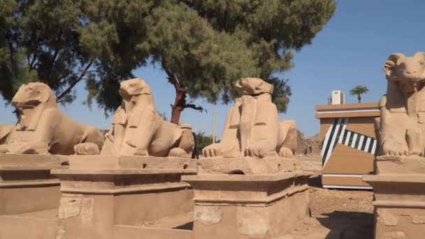 Λεωφόρος Σφίγγων Κεφάλι Κριαριού Ναός Κάρνακ Στην Αίγυπτο Αιγυπτιακή Τέχνη — Αρχείο Βίντεο