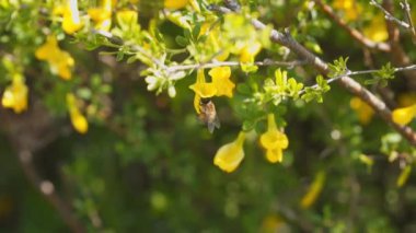 Bir arı, çalılıktaki sarı çiçeklerden nektar toplar. Yavaş çekim