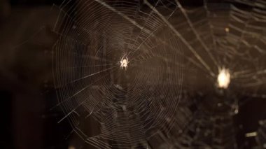 Ağın ortasındaki örümcek kurbanı bekliyor..