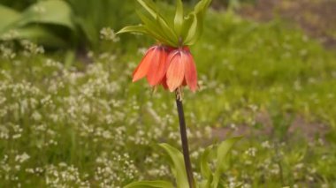 Doğal bahar geçmişi. Kırmızı çiçek.