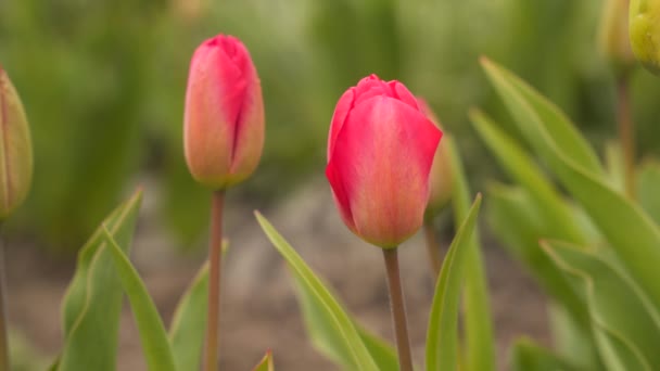 Twee Rode Tulpen Een Wazige Achtergrond Natuurlijke Achtergrond — Stockvideo