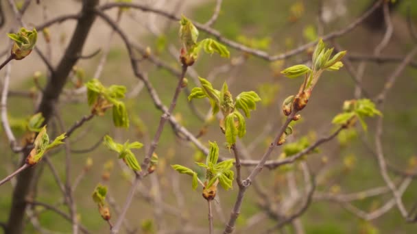 Spring Twigs Horse Chestnut Tree Young Green Leaves Natural Background — Stock Video