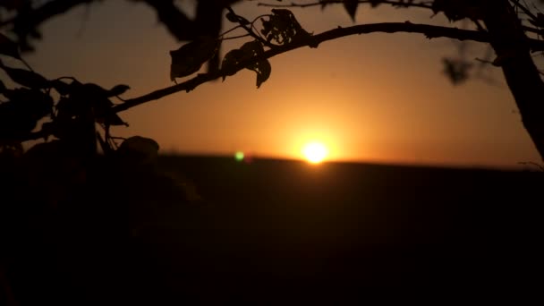 Erdei ágak sziluettje napnyugtakor az ég felé.. — Stock videók