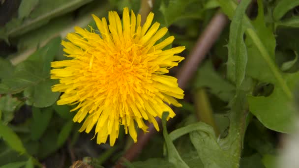 Närbild av gul maskros blomma — Stockvideo