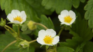 Yeşil yaprakların arasında çilek çiçekleri. Makro video.