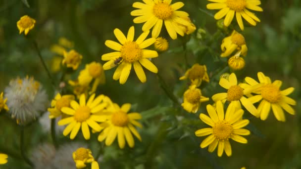 Egy sárga virágon lévő rovar nektárt gyűjt. Makró videó — Stock videók