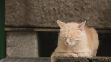Kedi uyuyor, sonra kalkıyor ve gidiyor. Kırsal alan