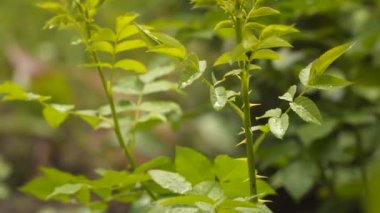 Gül dikenleri. Doğal ışık, yan görüş. Yakın plan.