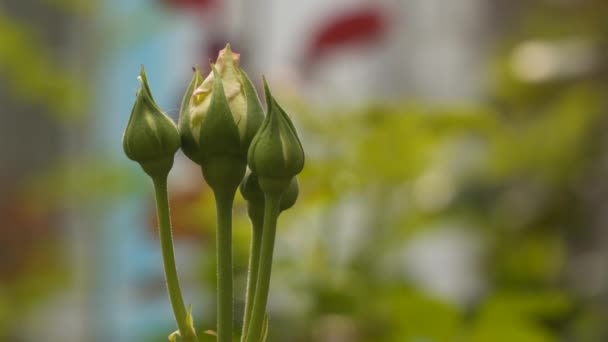 Bontatlan Rózsabimbók Természetes Fényben Oldalnézetből Közelkép — Stock videók