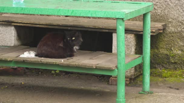 Katten Gömmer Sig Från Regnet Ett Metallbord Landsbygdsmiljö — Stockvideo