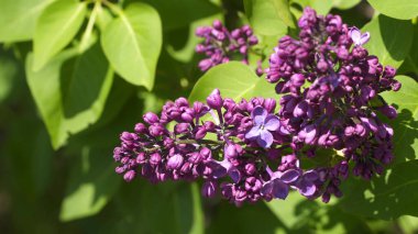 Leylak dalı. Çiçek açan çiçeği ve tomurcuktaki çiçeği görebilirsiniz.