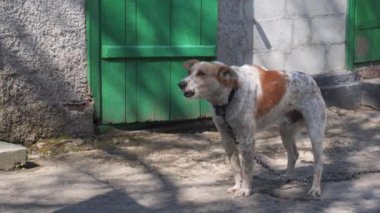 Köpek zincir üzerinde havlar. Kırsal alan.