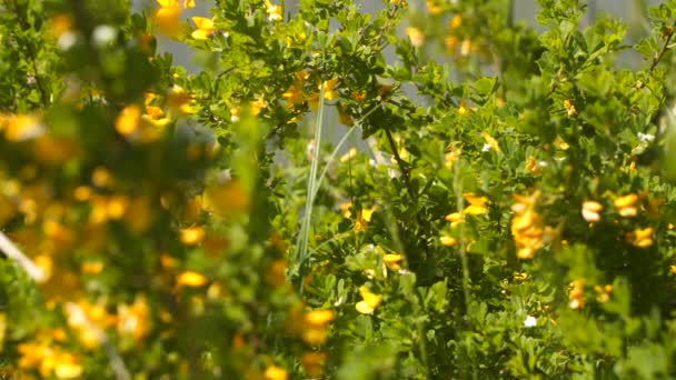 Кущ з жовтими квітами. Натуральний весняний фон — стокове відео