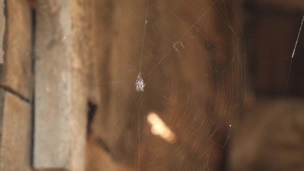 A pók a háló közepén az áldozatra vár. — Stock videók